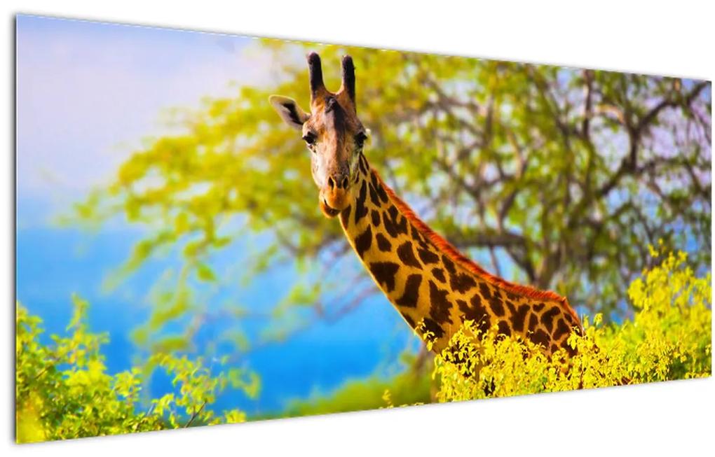 Obraz žirafy v Afrike (120x50 cm)