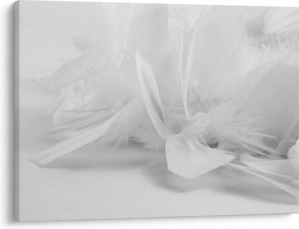 Obraz - Perie (70x50 cm)