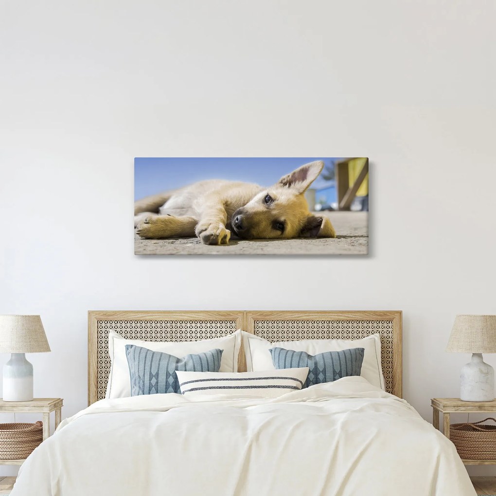 Obraz ležiaceho šteňaťa (120x50 cm)