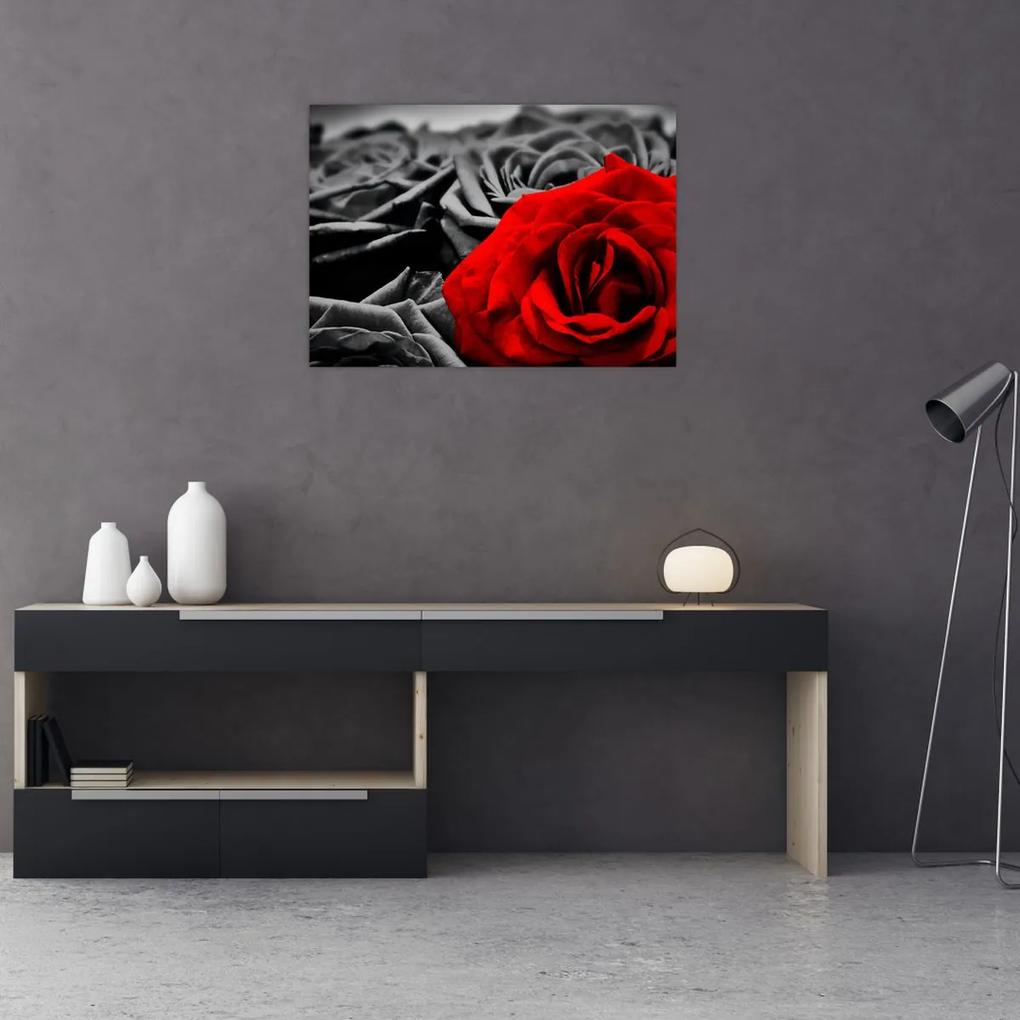 Obraz - Ruže (70x50 cm)