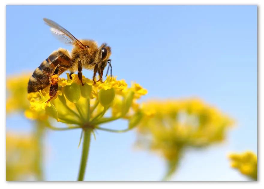 Fotoobraz na skle Včela na kvetine pl-osh-100x70-f-83831573
