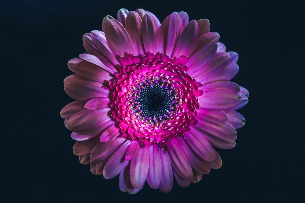 Samolepiaca tapeta purpurová gerbera