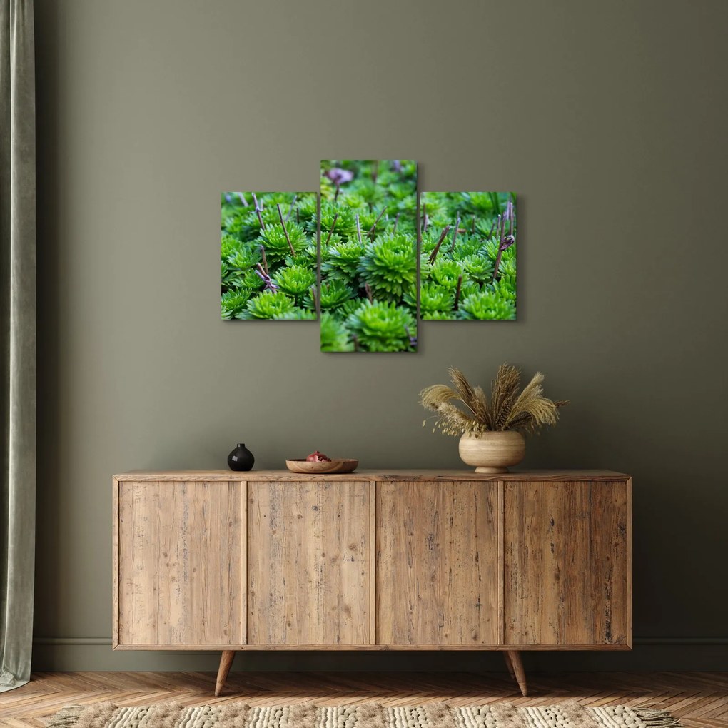 Obraz sukulentov (90x60 cm)