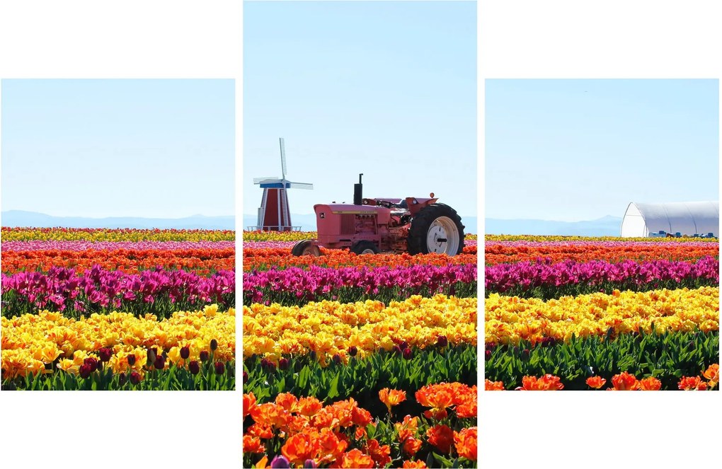 Obraz tulipánové farmy (90x60 cm)