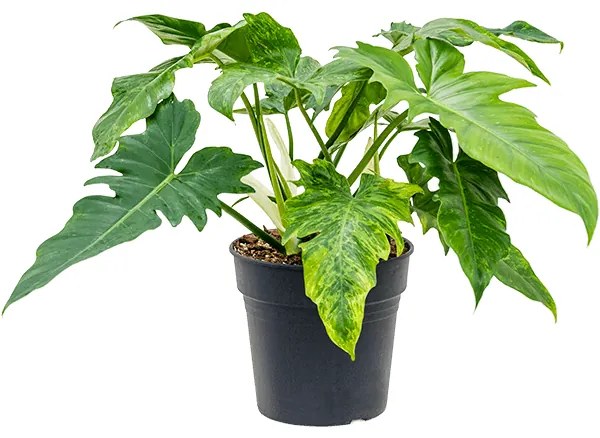 Philodendron "Dragon variegata" Bush 24x50 cm