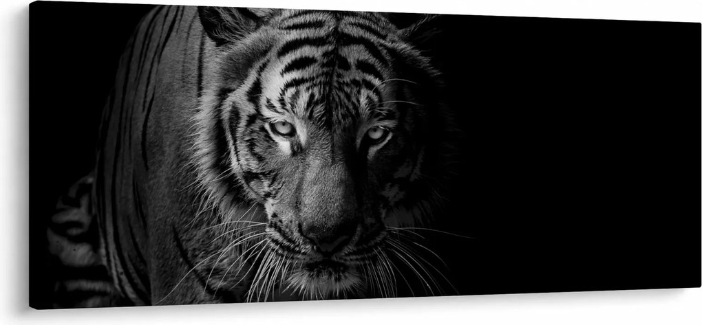 Obraz divokého tigra (120x50 cm)