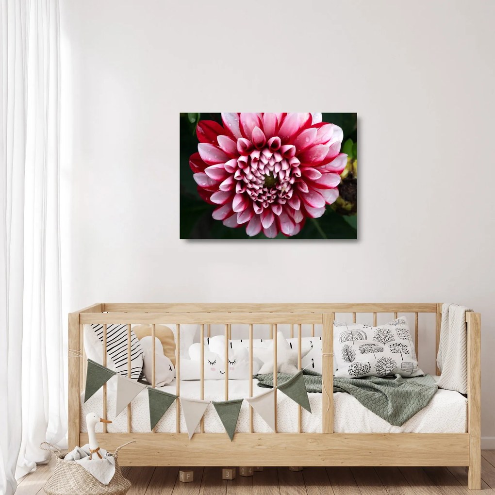 Sklenený obraz ružovej Dahlie (70x50 cm)