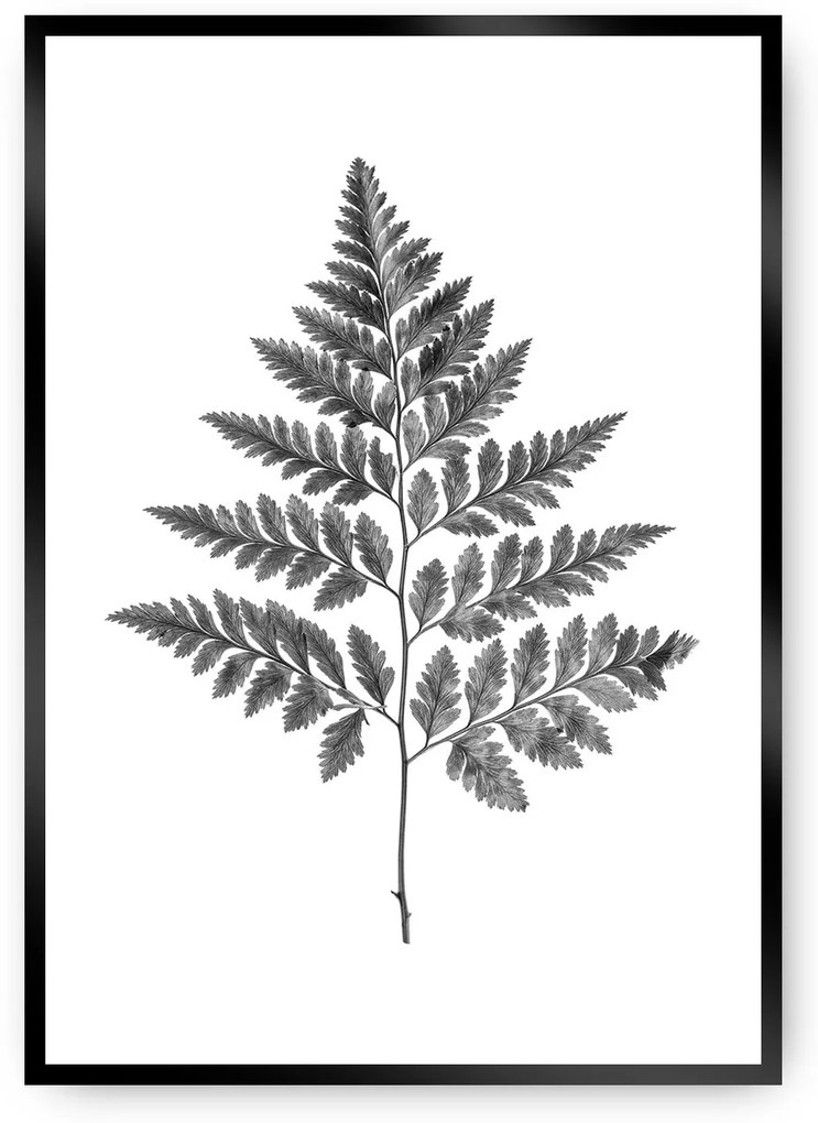 Plagát Fern Grey