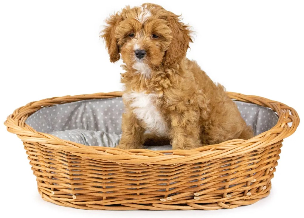 Pelíšok pre zvieratá prútený šedo-biela poduška Dant V.š. 75 .x hl. 57 x v. 24(cm)