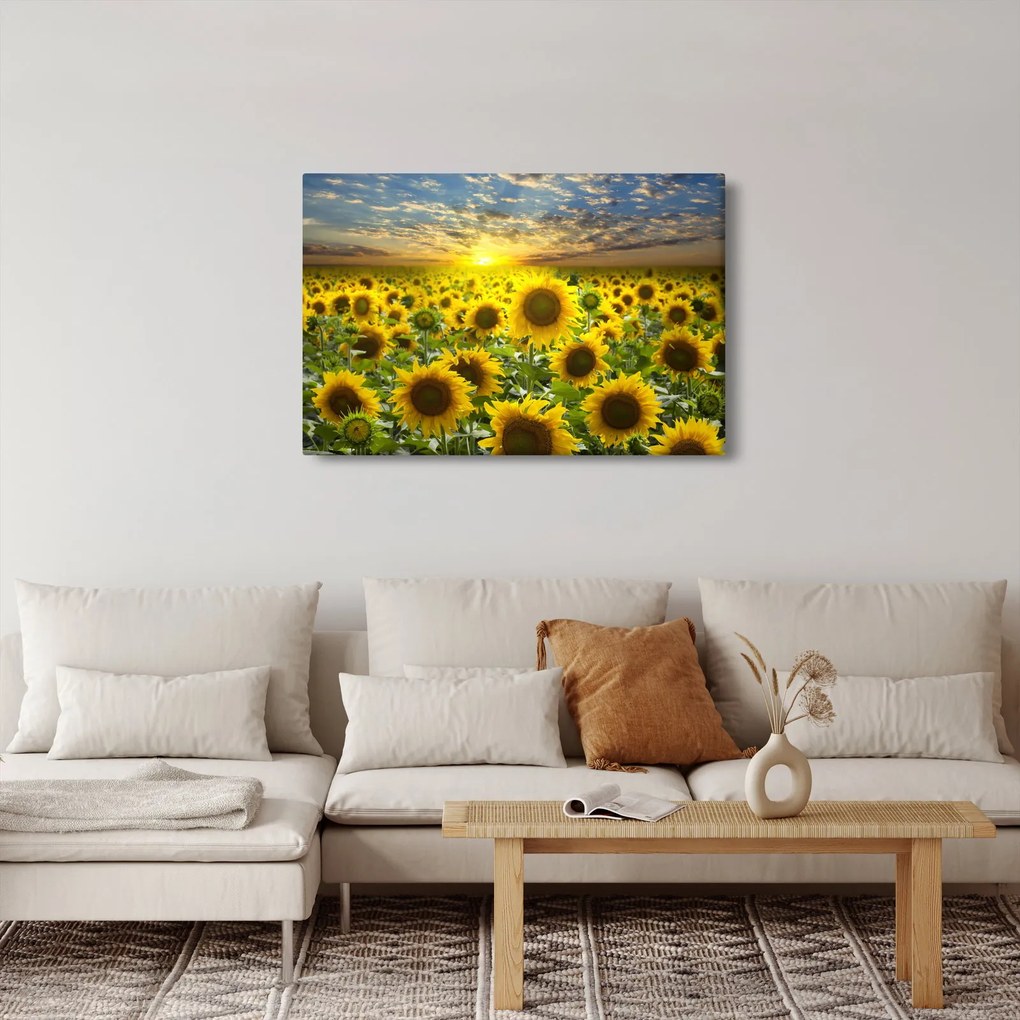 Obraz - Slnečnica pri západe slnka (90x60 cm)