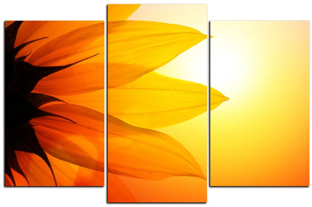 Obraz na plátne - Slnečnica kvet 1201C (105x70 cm)