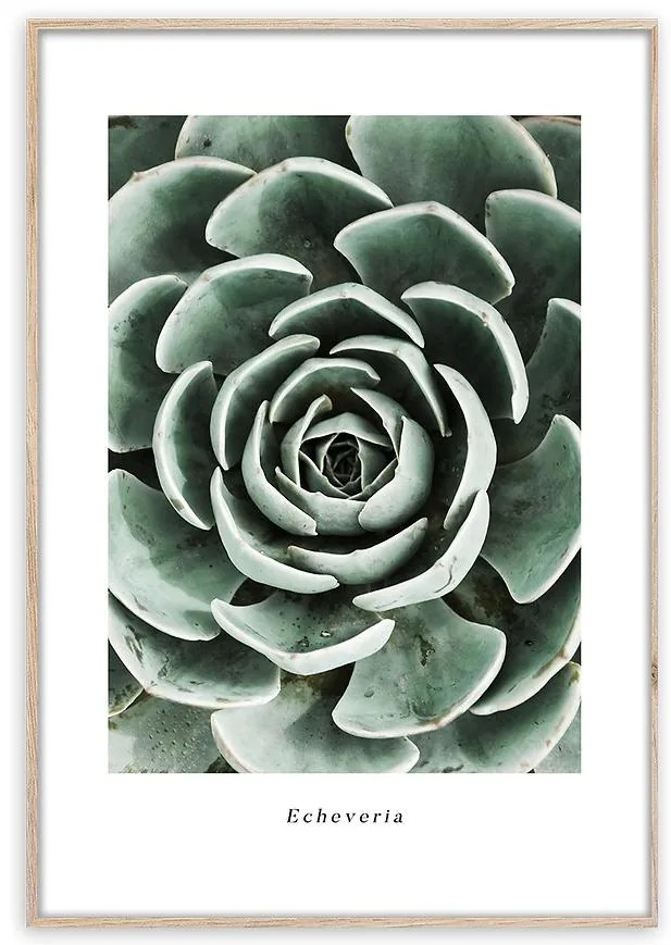 Artbox Digi 50x70 Br007 Echeveria