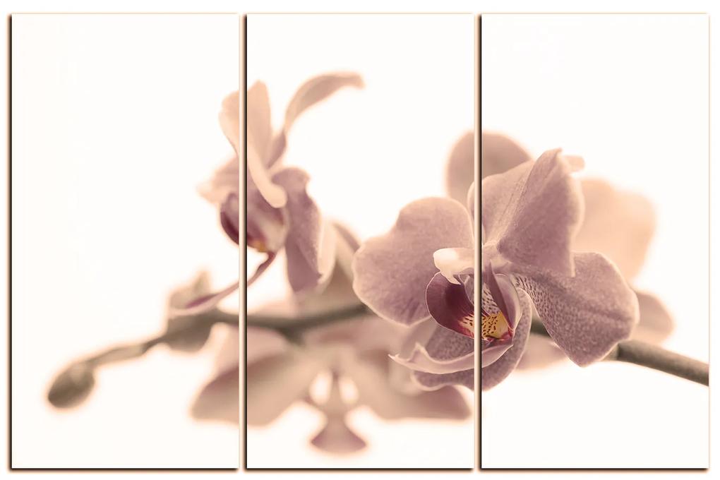 Obraz na plátne - Orchidea kvet izolovaná na bielom pozadí 1222FB (120x80 cm)
