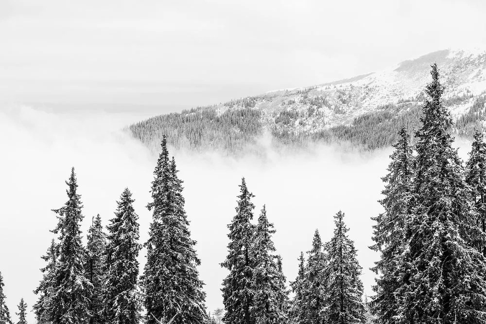 Samolepiaca fototapeta zasnežené čiernobiele borovicové stromy