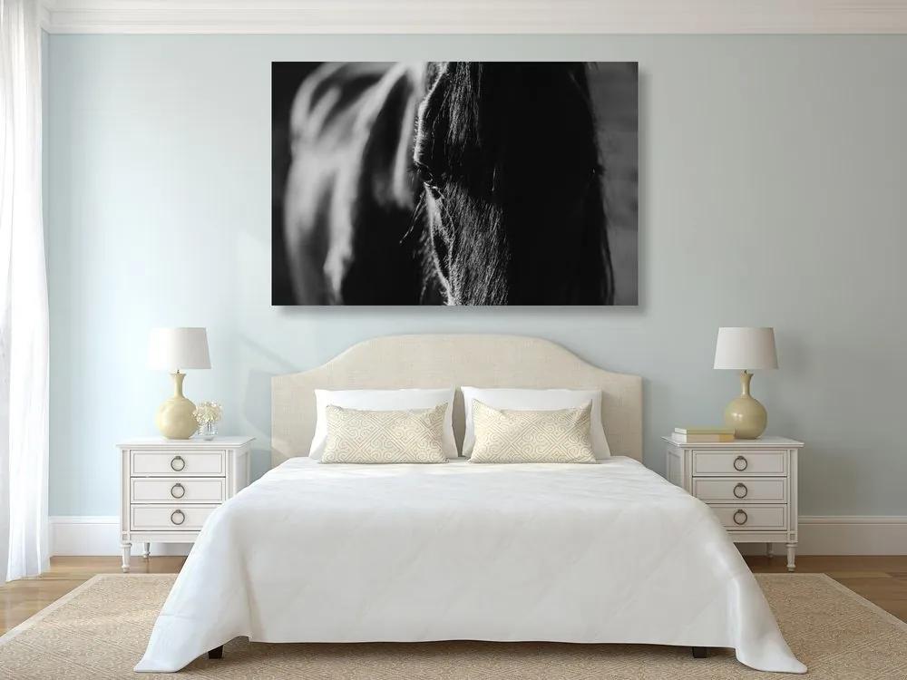 Obraz majestátny kôň v čiernobielom prevedení - 90x60