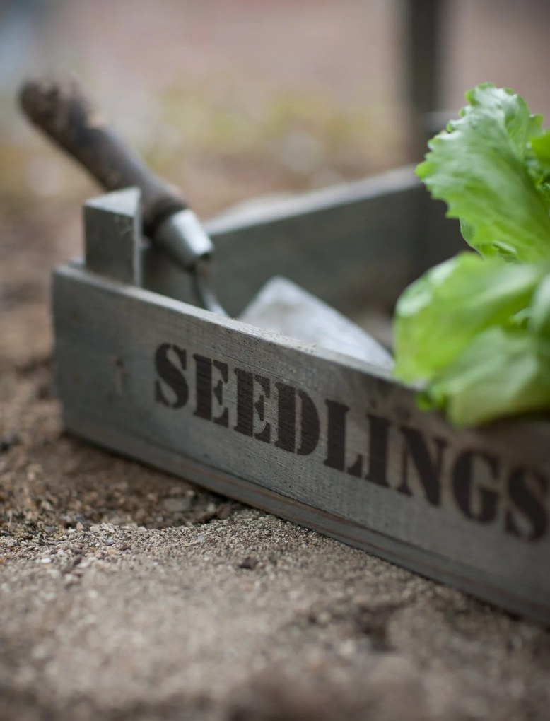 Garden Trading Drevený kvetináč na sadenice Aldsworth