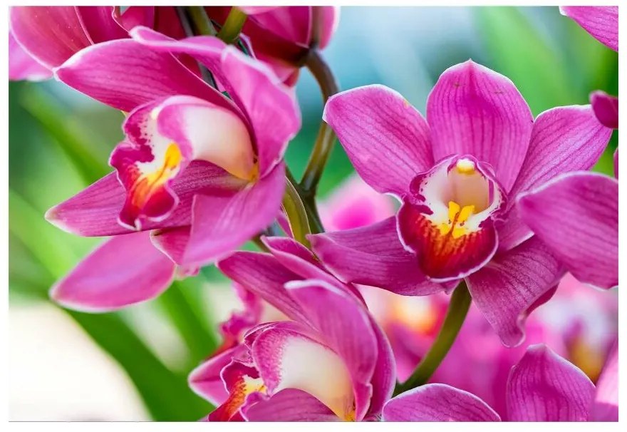 Fototapeta Vliesová Ružové orchidey 312x219 cm
