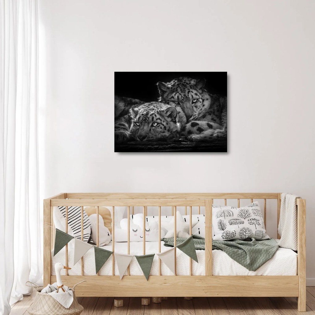 Sklenený obraz - Odpočívajúci gepardy (70x50 cm)