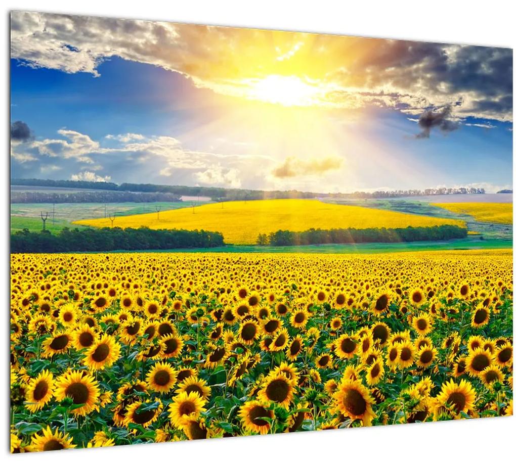 Sklenený obraz - Pole slnečníc (70x50 cm)