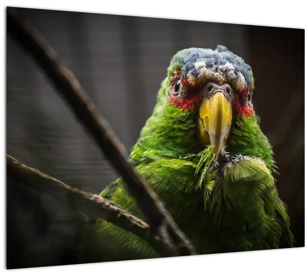 Obraz papagája (70x50 cm)