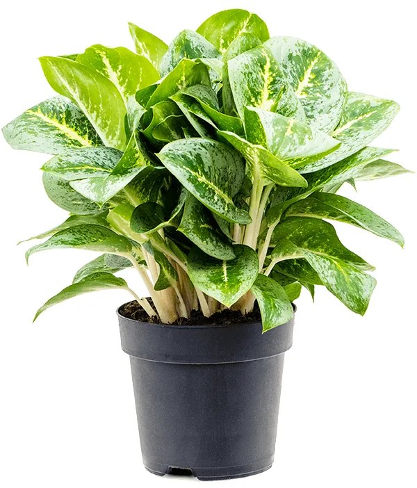 Aglaonema Lemon mint 19x45 cm