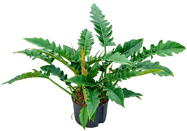 Philodendron narrow Bush Pots.25/19cm v.60 cm