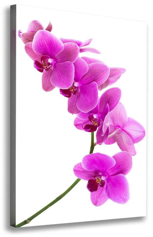 Foto obraz na plátne Ružová orchidea pl-oc-70x100-f-67691978