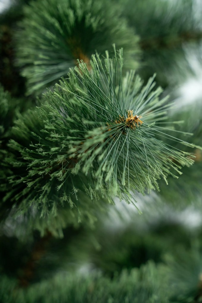 Limpol Vianočný stromček Borovica Klára Výška stromčeka: 220 cm