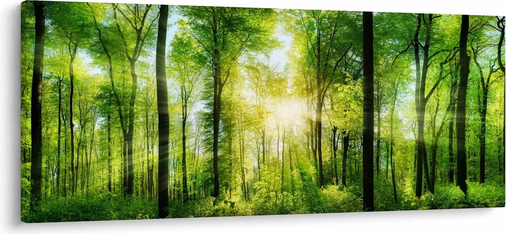 Obraz - Svitanie v lese (120x50 cm)