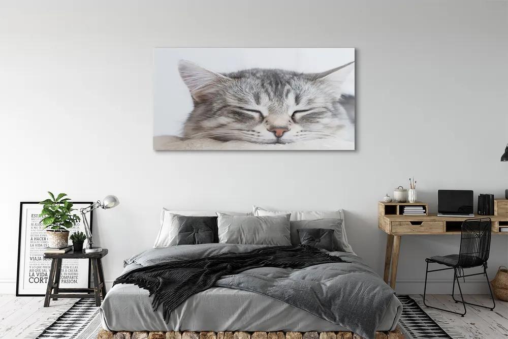 Obraz na akrylátovom skle Ospalá mačka 140x70 cm