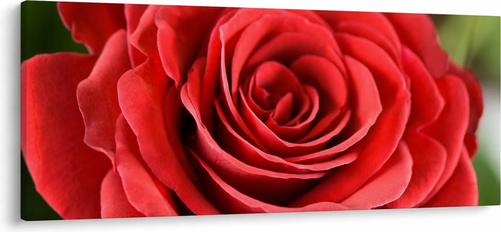 Obraz kvetu ruže (120x50 cm)