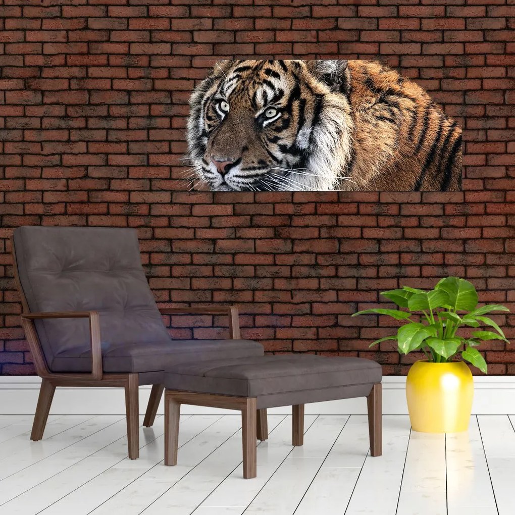 Obraz tigra (120x50 cm)