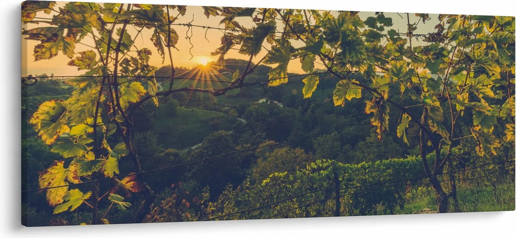 Obraz - Vinice (120x50 cm)