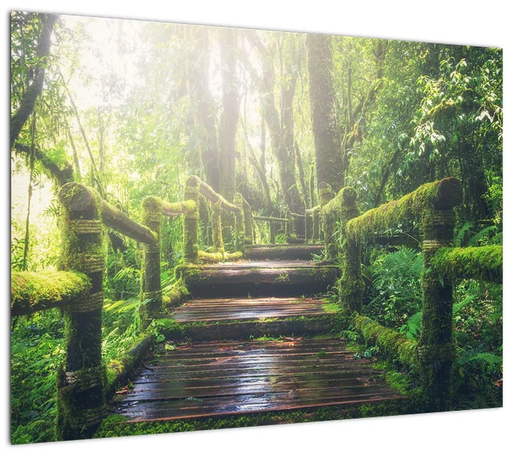 Obraz - drevené schody v lese (70x50 cm)
