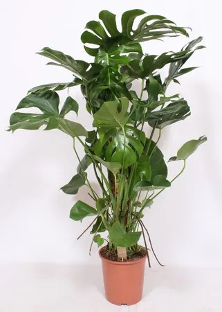 Monstera deliciosa on moss-pole 27x130 cm