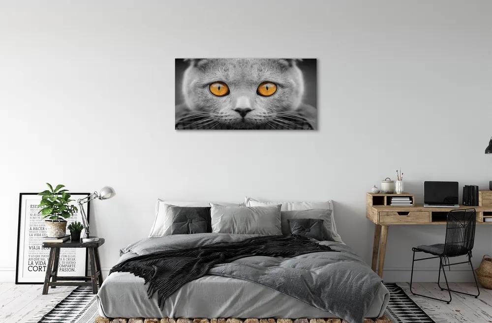 Obraz na plátne Sivá Britská mačka 120x60 cm
