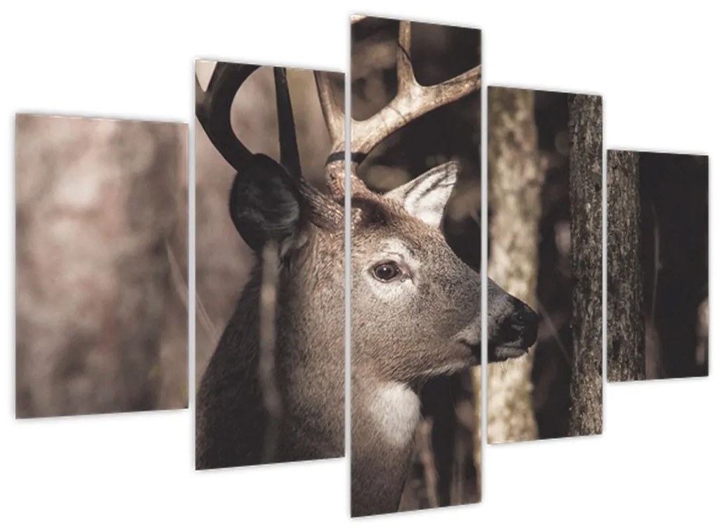 Obraz - Jeleň v lese (150x105 cm)