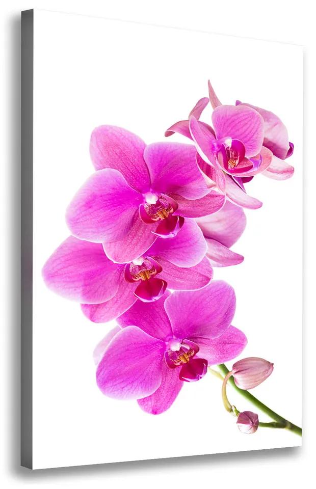 Foto obraz na plátne Ružová orchidea pl-oc-70x100-f-67673367