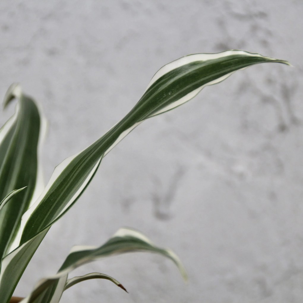 Dracaena deremensis compacta White Jewel baby