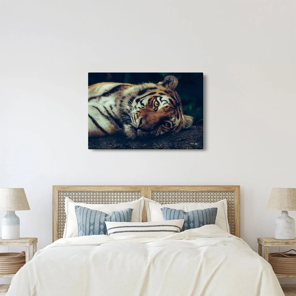 Obraz - Tiger Sibírsky (90x60 cm)