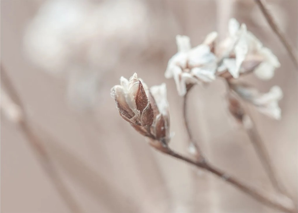 Obraz - Detail vetvy (70x50 cm)