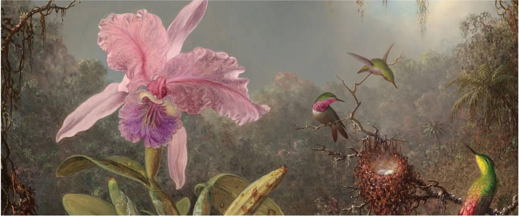 Obraz - Martin Johnson Heade, Cattleya Orchid and Three Hummingbirds, reprodukcia (120x50 cm)