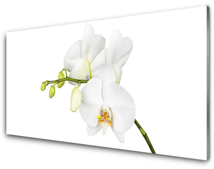 Skleneny obraz Orchidea kvety príroda 120x60 cm