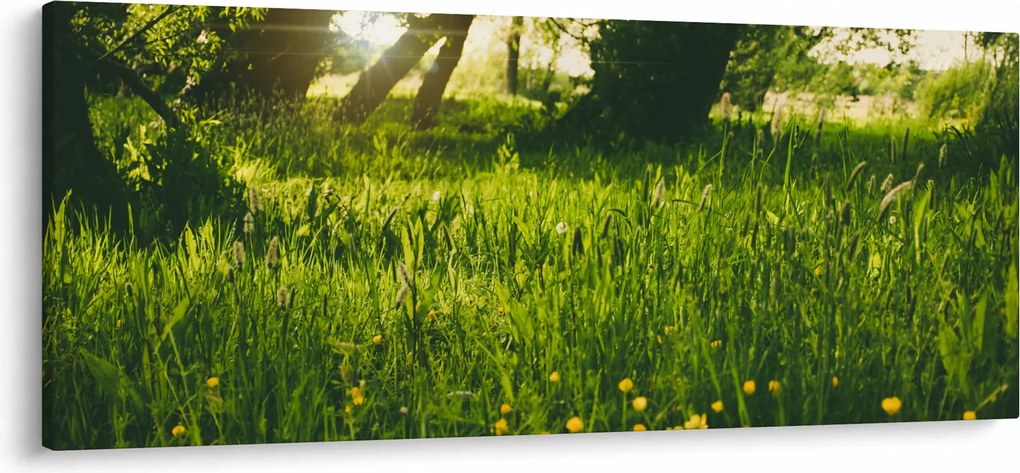 Obraz prírody - lúka (120x50 cm)