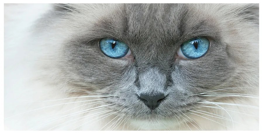 Foto obraz akrylové sklo Mačka modré oči pl-oa-140x70-f-41430581