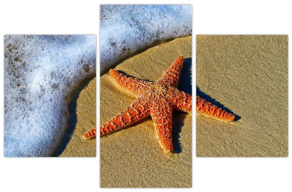 Obraz s morskou hviezdou