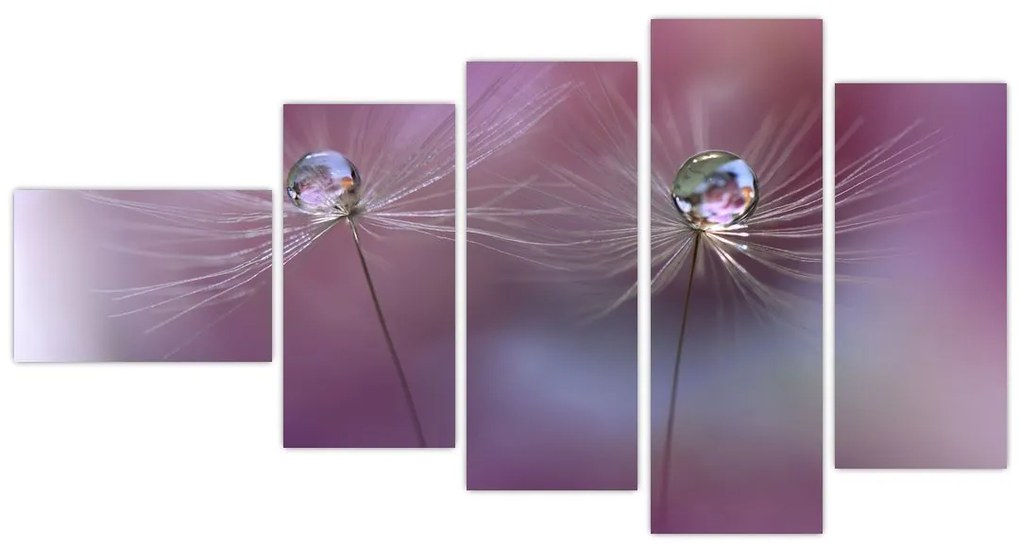 Obraz - kvet s kvapkami vody