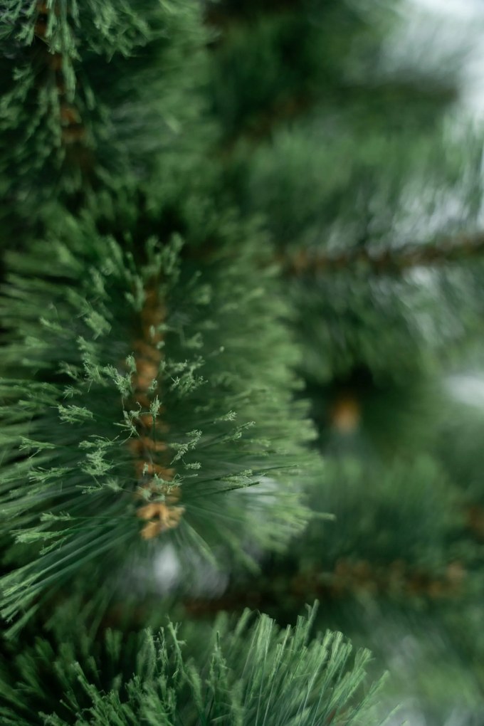 Limpol Vianočný stromček Borovica Klára Výška stromčeka: 150 cm