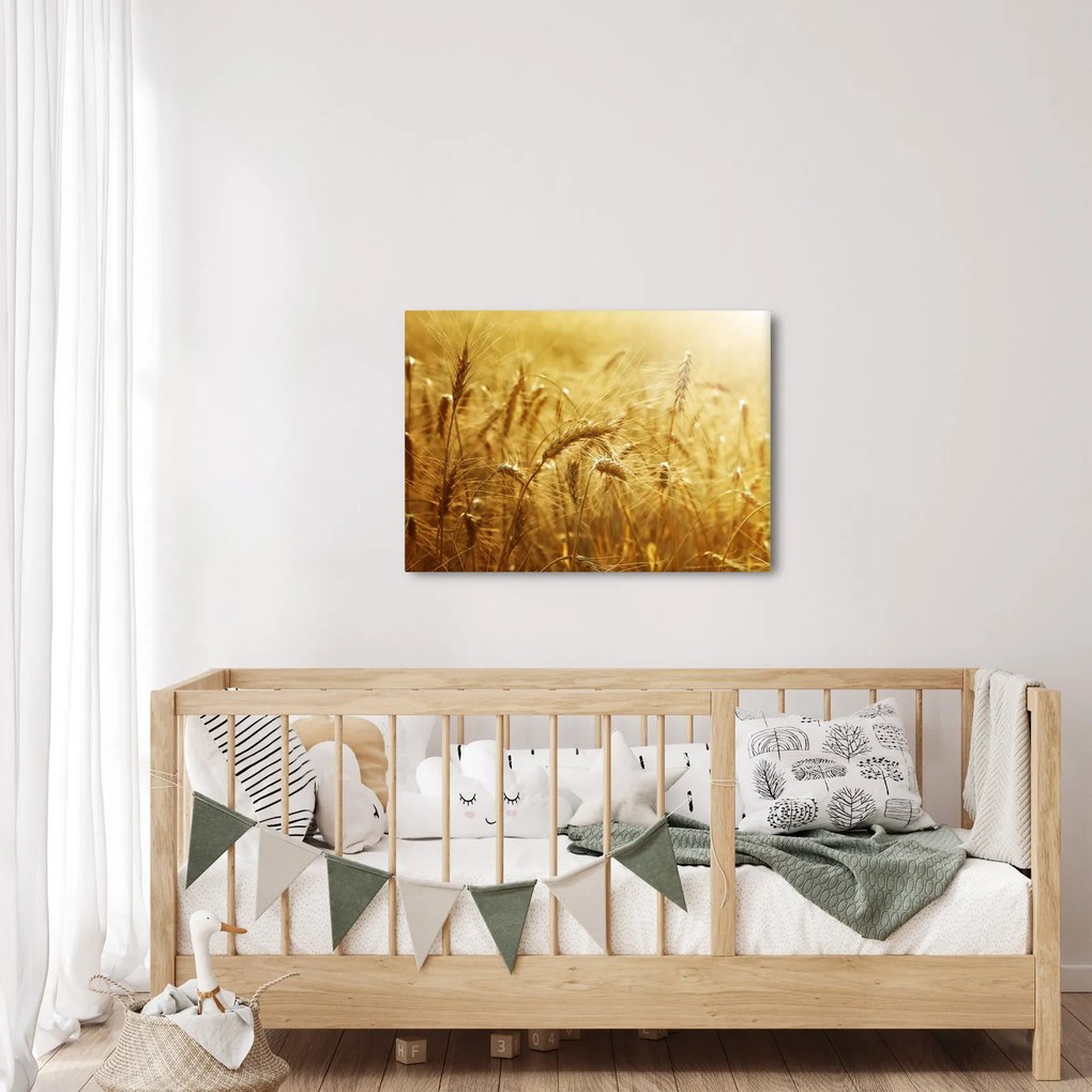 Obraz - Klasy obilia (70x50 cm)