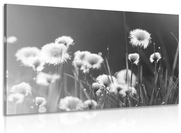 Obraz bavlnená tráva v čiernobielom prevedení Varianta: 120x80